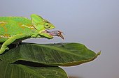 Yemen Veiled chameleon capturing a Locust 