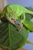Yemen Veiled chameleon capturing a Locust 