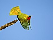 Red-throated Bee-eater taking off from branch Senegal
