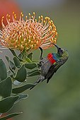 Southern Double-collared Sunbird feeding on protea flower