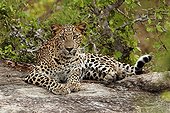 Young Leopard in the Yala National Park Sri Lanka