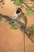 Vervet Monkey sitting on a thorny acacia Ethiopia