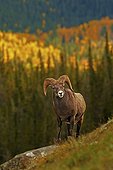 Young Bighorn ram in the Jasper NP Canada