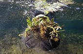 Destruction of Caulerpa in the Mediterranean France ; Copper ions blocking photosynthesis. The algae turns white and dies after 72 hours.