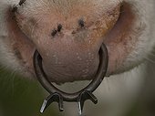 bull-ring on a montbéliarde heifer