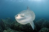 Ocean sunfish in the Mediterranean sea Monaco 