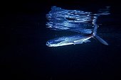 Blackwing flyingfish at night in Mediterranean sea France ; Note the dimorphism of the anterior lobe of the caudal fin that serves as sculling flat when flush with the surface