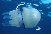 Jellyfish and jack mackerel in the Mediterranean Monaco