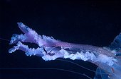 Mauve stinger jellyfish in the Mediterranean sea France ; These filaments can reach several centimeters in length and inflict serious burns