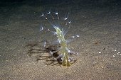 Sea Pen on the sandy bottom at night France