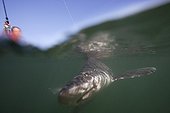 Shark approaching a line in a river estuary Brittany France ; Practice of "no kill" : sharks are released after capture.