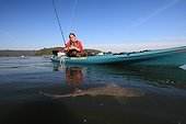 Sport fishing for sharks in a river estuary in Brittany ; Practice of "no kill" : sharks are released after capture.