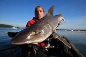 Sport fishing for sharks in a river estuary in Brittany ; Practice of "no kill" : sharks are released after capture.