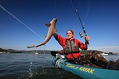 Sport fishing for sharks in a river estuary in Brittany ; Practice of "no kill" : sharks are released after capture.