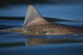 Shark fin of Starry smooth-hound in a river estuary Brittany