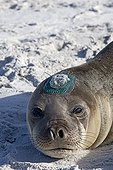 Southern Elephant Seal female with a tag in the Falklands