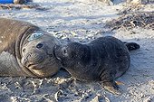 Southern Elephant Seal female and young Faklands