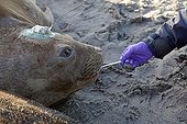 Examination and marking of a Southern Elephant Seal