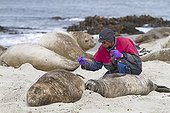Examination and marking of a Southern Elephant Seal Falklands