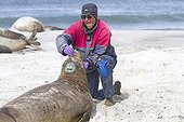Examination and marking of a Southern Elephant Seal Falklands