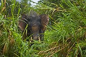 Bornean pygmy forest elephant in lowland rainforest Borneo