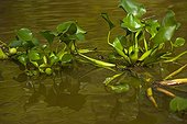 Mangrove snake swimming Kinabatangan river Borneo