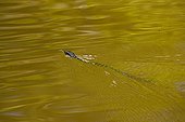 Mangrove snake swimming Kinabatangan river Borneo