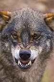 Portrait of Iberian wolf growling Spain
