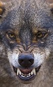 Portrait of Iberian wolf growling Spain