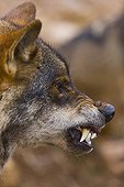 Portrait of Iberian wolf growling Spain
