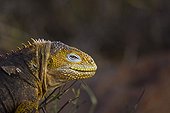 Portrait of Land Iguana North Seymour Island Galapagos 