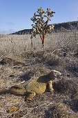Land iguana and cactus Plaza Island Galapagos 