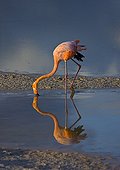 Red Flamingo feeding in water Ile Isabela Galapagos