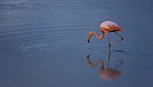 Red Flamingo feeding in water Ile Isabela Galapagos