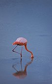 Red Flamingo feeding in water Ile Isabela Galapagos