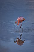 Red Flamingo feeding in water Ile Isabela Galapagos