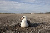 Laysan Albatross on its nest on an airfield Sand Island ; Airfield in the war of 1942
