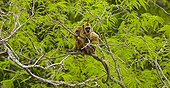 Black howler monkeys on a branch Pantanal Brazil