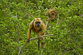 Black howler monkeys on a branch Pantanal Brazil