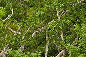 Black howler monkey on a branch Pantanal Brazil