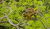 Black howler monkeys on a branch Pantanal Brazil