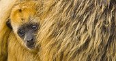 Black howler monkey young Pantanal Brazil