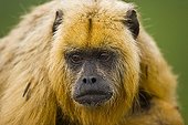 Black howler monkey female Pantanal Brazil