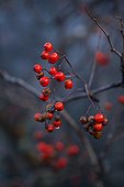 Red berries in autumn Lofoten Islands 