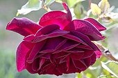 Old Rose flowers at spring in Provence France