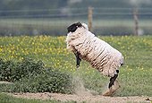 Suffolk sheep jumping in the air at spring England