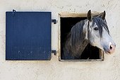 Lusitanian horse to the breeding of Real in the Gard France