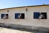 Lusitano horses to the breeding of Real in the Gard France