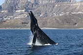A breaching humpback whale Gulf of California