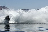 Eclaboussures d'une Baleine à bosse Golfe de Californie